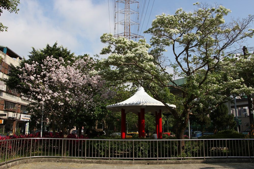 內湖區許多公園裡許多樹木開滿了流蘇白花，宛如覆蓋一層薄雪，美麗動人！ 圖 ：台北市工務局提供