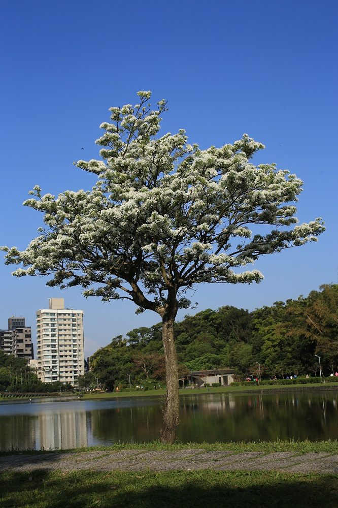 內湖的碧湖公園也可以觀賞流蘇的白色潔淨美艷！ 圖 ：台北市工務局提供