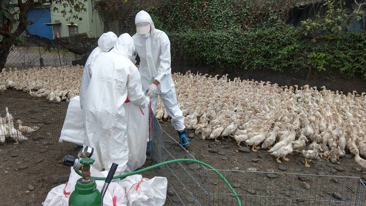 檢疫人員在現場撲殺禽流感肉鴨。 圖 : 屏東縣政府/提供