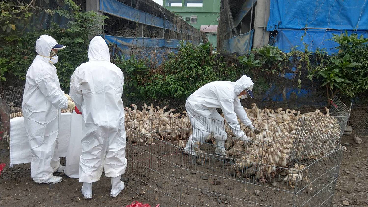 檢疫人員在現場撲殺禽流感肉鴨。 圖 : 屏東縣政府/提供