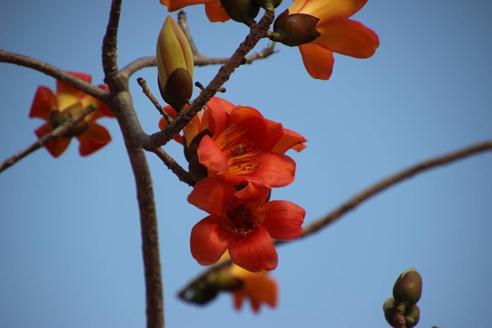 雲林崙背的木棉花大道也同樣吸引旅客前往留念！ 圖 ：豐榮國小FB粉絲專頁/提供