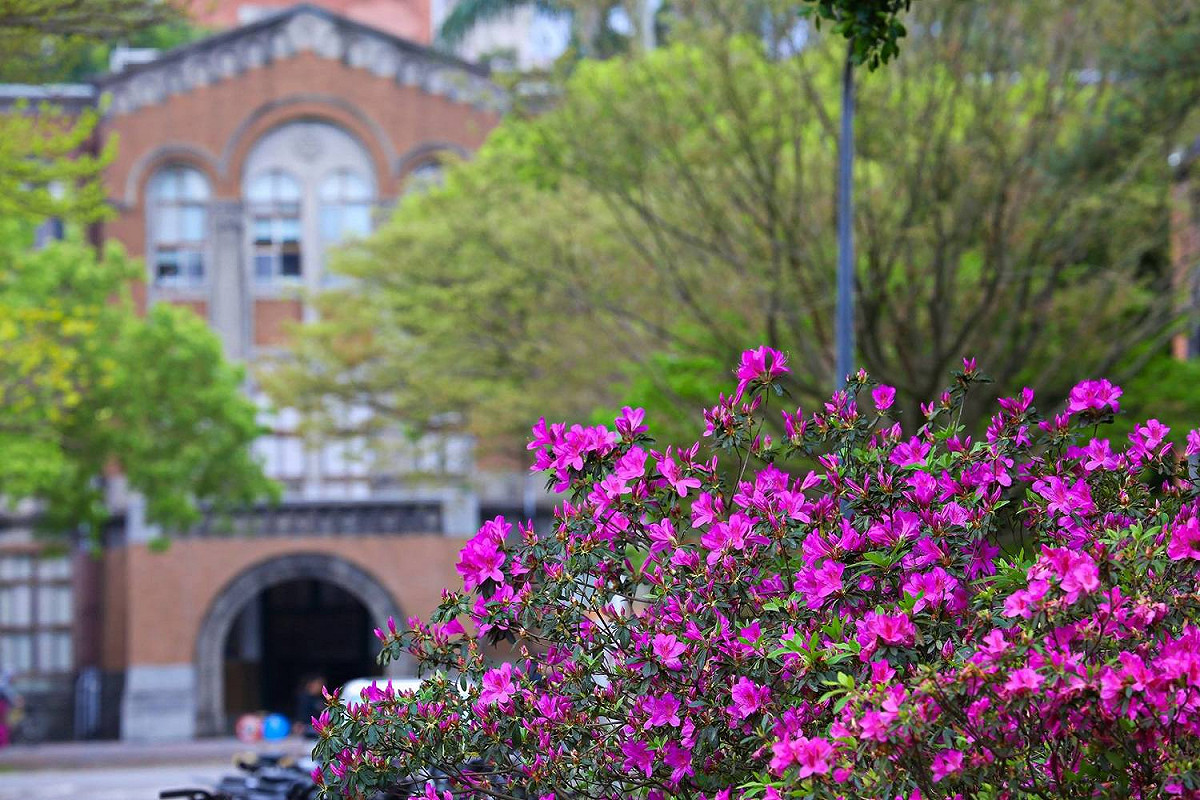 台北杜鵑花季多處可見杜鵑花蹤影，其中在台大校園以及周邊商圈即可看見！ 圖 ：智慧臺北 幸福生活FB粉絲專頁提供