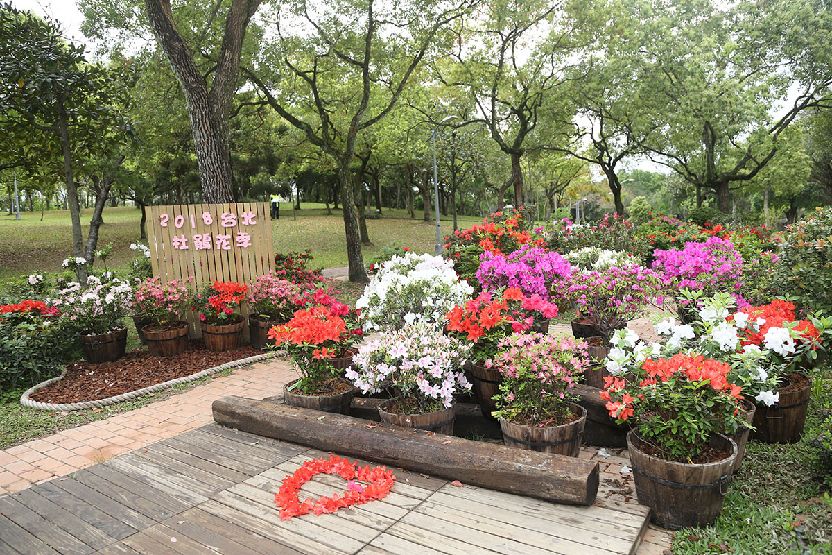 大安森林公園也可見杜鵑花植栽的擺設，色彩繽紛！ 圖 ：台北杜鵑花季官網提供