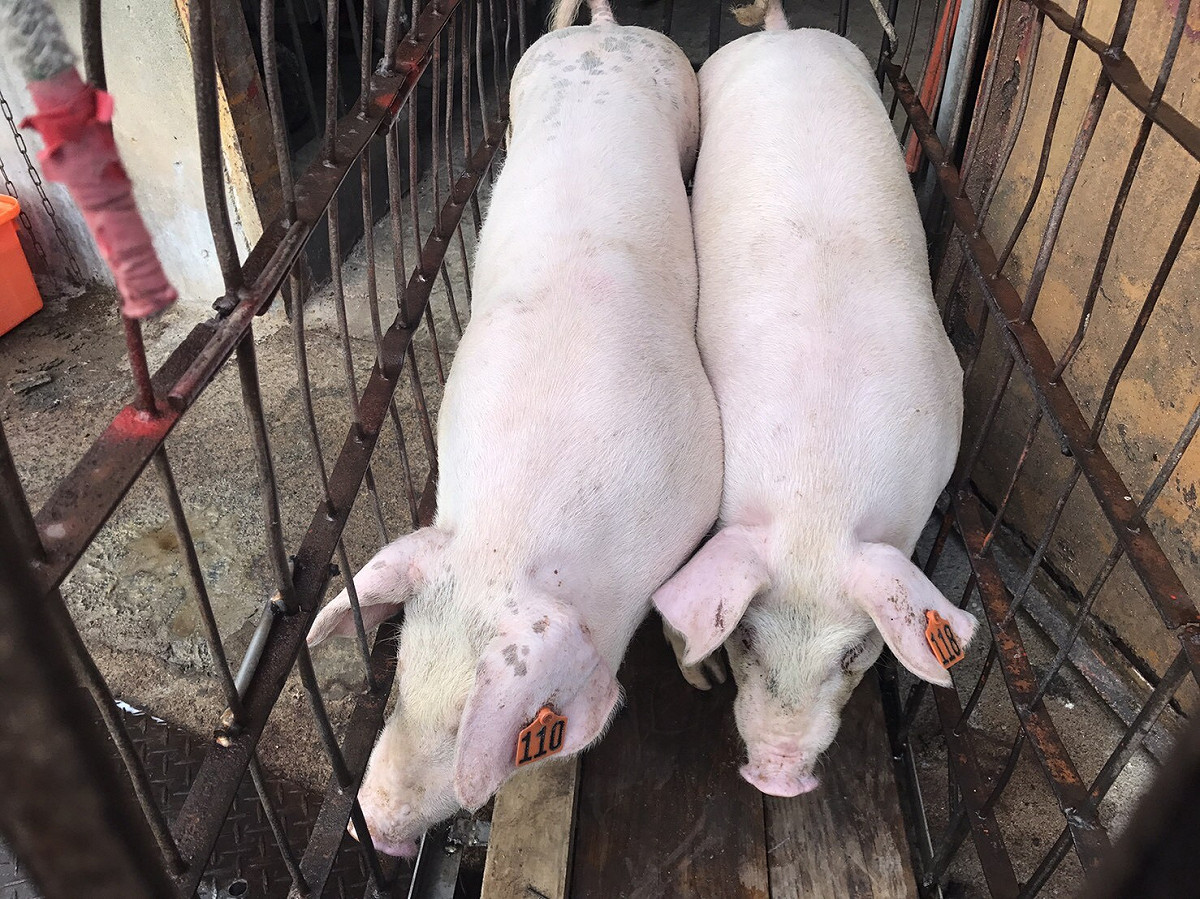 哨兵豬到肉品市場外觀檢查。 圖：新北市動保處／提供
