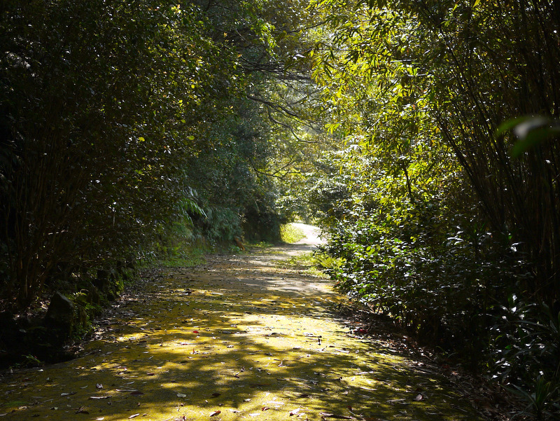 陽明山的溪園位於陽明山國家公園的東南邊緣，園內林相茂密植物種類繁多，生態資源極為豐富，整個園區內的螢火蟲種類甚至多達10幾種！ 圖：陽明山國家公園官網提供