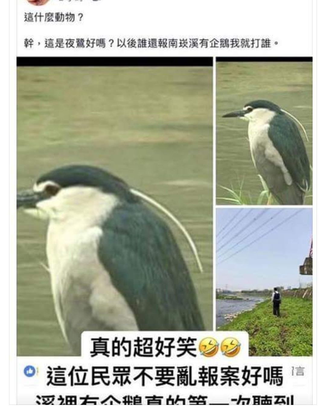 日前有民眾向動保處報案，表示在南崁溪發現野生的企鵝！桃園市野鳥學會人員後來指正，被發現疑似企鵝的動物，其實是「夜鷺」。 圖：翻攝自臉書