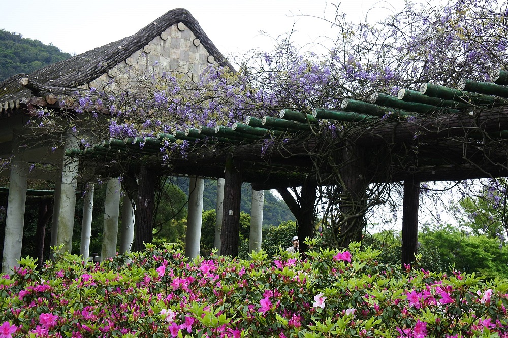 杜鵑茶花園紫藤花盛開。 圖：台北市工務局公園處／提供