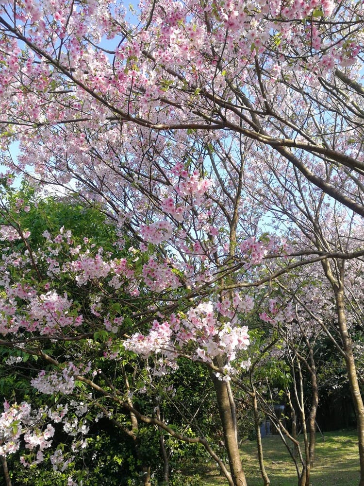 花卉試驗中心24年前坐飛機來的染井吉野櫻。 圖：台北市工務局公園處／提供