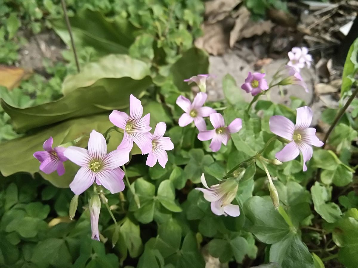 酢醬草的花，隨處可見。 圖：台北市工務局／提供
