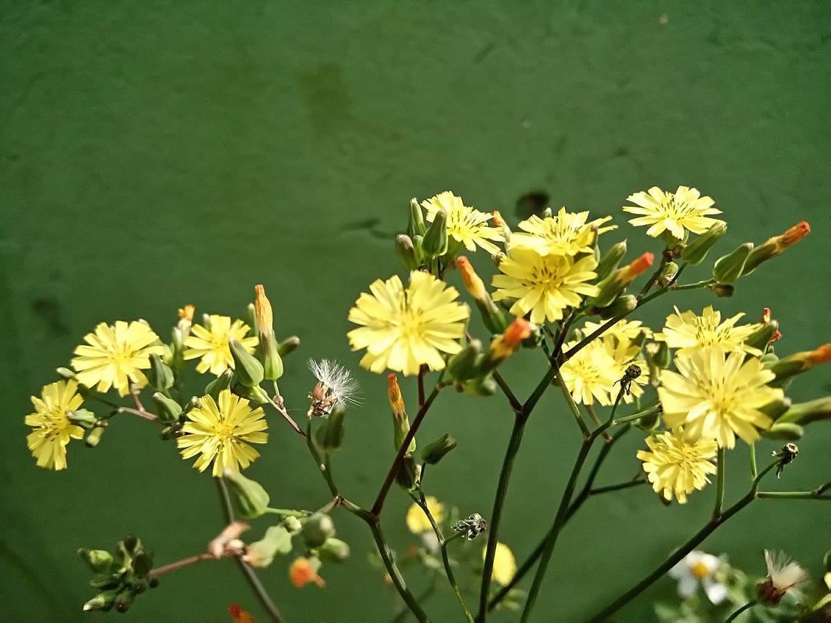 菊科的黃鵪菜，是最普遍的菊科野花。 圖：台北市工務局／提供
