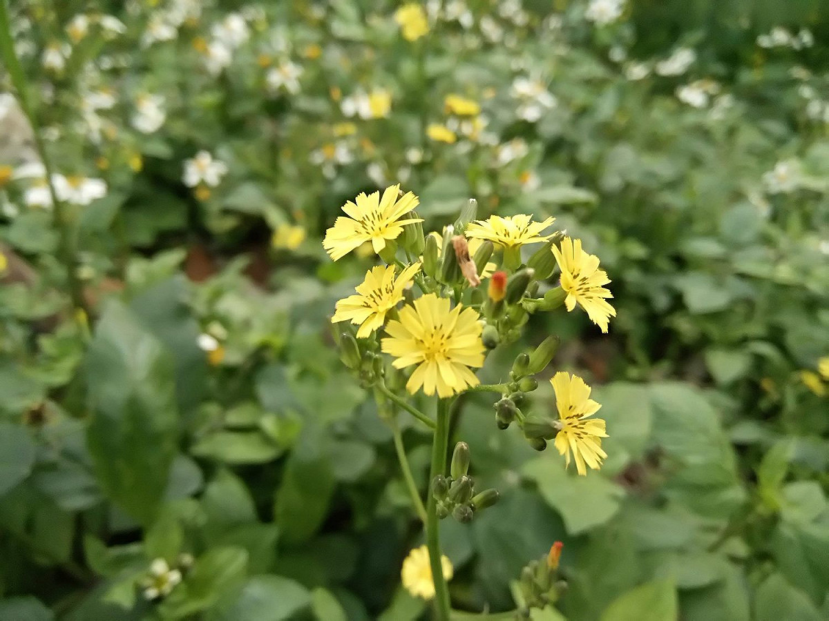 黃鵪菜是台灣原生種。 圖：台北市工務局／提供