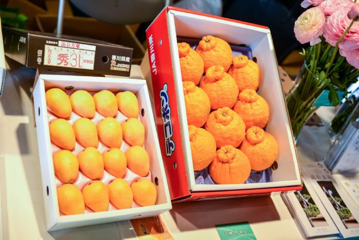 鄭文燦表示，香川縣產米、棉花、鹽及烏龍麵，也是日本橄欖的最大產地，還有奇異果、大顆草莓、枇杷及橘子 圖：桃園市政府/提供