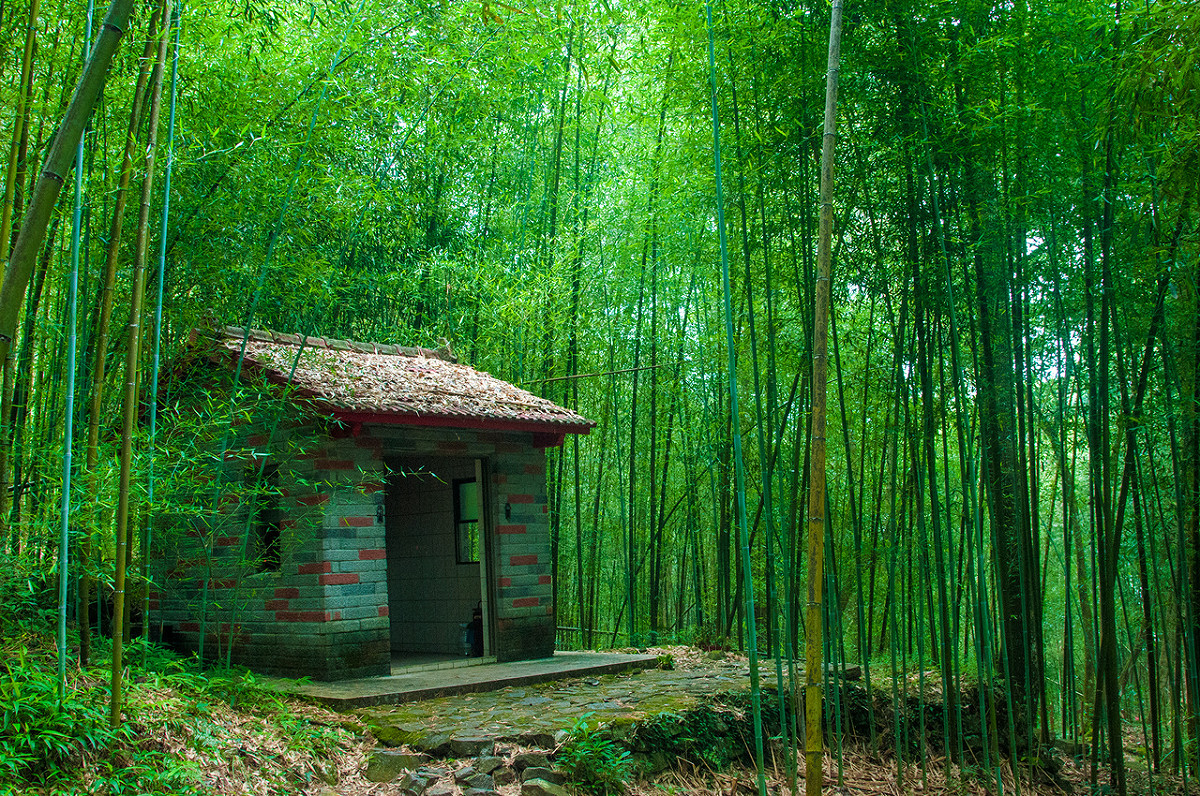 八仙山國家森林遊樂區的竹林，一同感受電影場景般的靜謐！ 圖 ：林務局提供