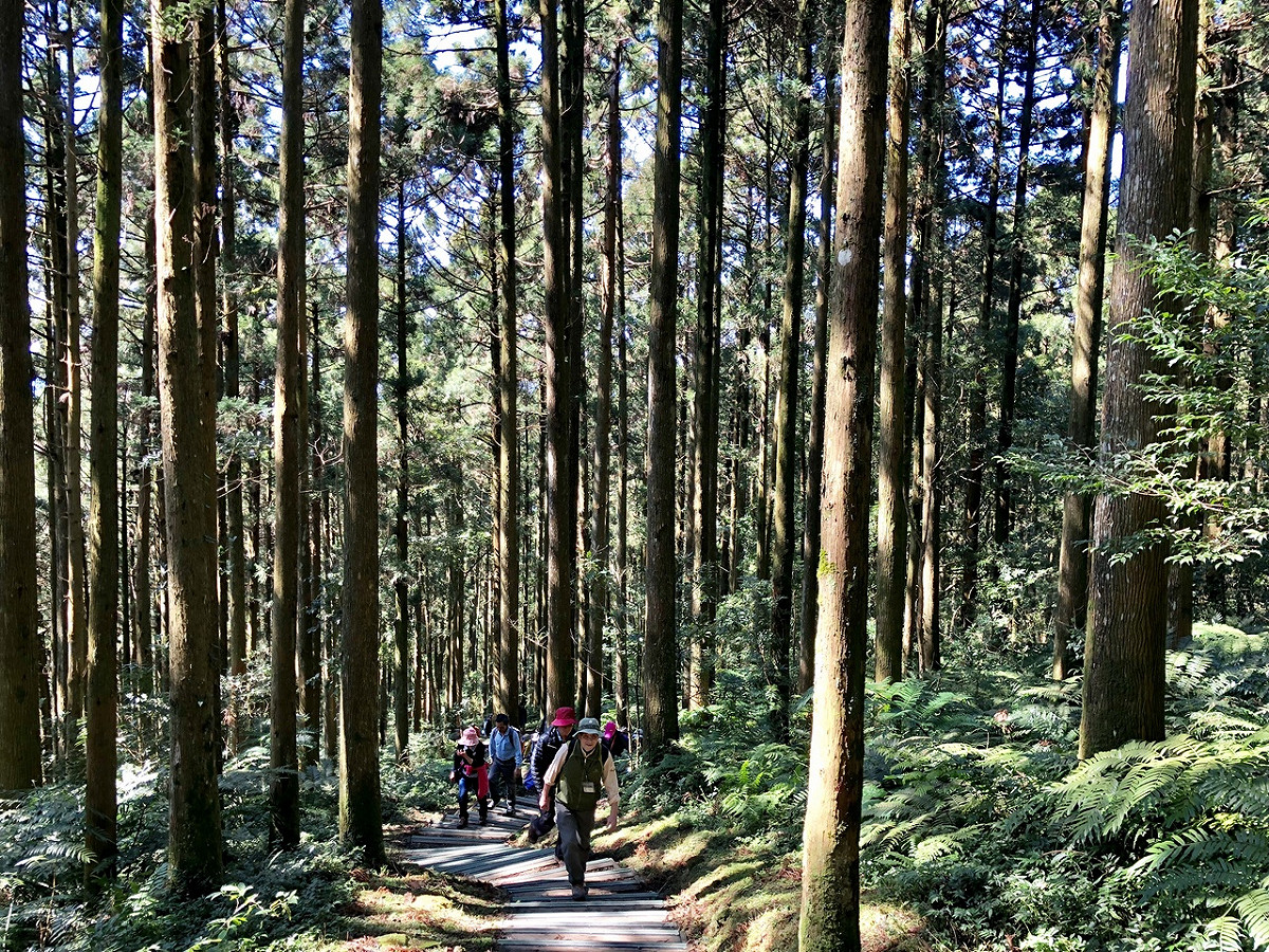 東眼山國家森林遊樂區的柳杉林，可以帶小孩一同來場親山健行之旅！ 圖 ：林務局提供