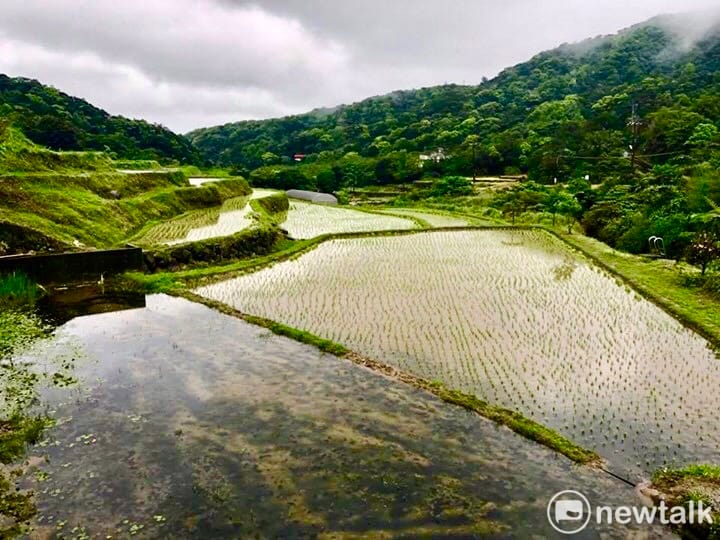 新北市石門嵩山社區百年梯田。4月6日是出璜口農場揷秧後10天的水稻梯田美景。 圖：陳奕/攝