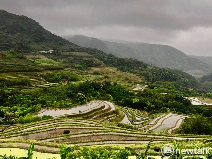 新北市石門嵩山社區百年梯田。4月6日是出璜口農場揷秧後10天的水稻梯田美景。 圖：陳奕/攝