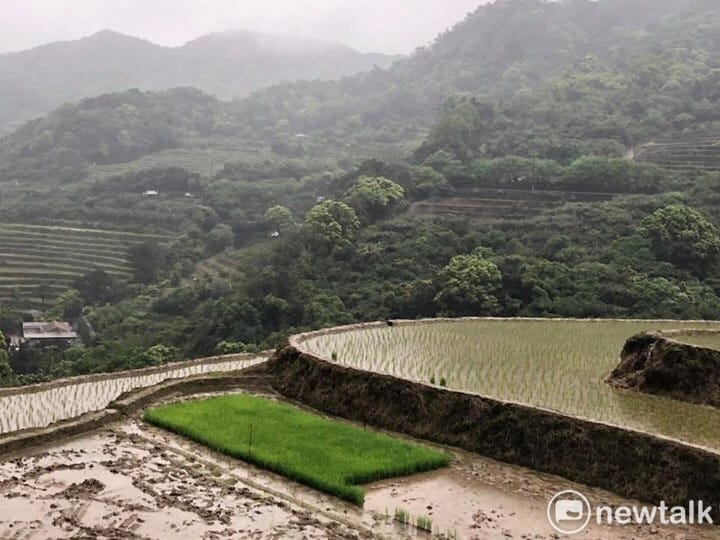 新北市石門嵩山社區百年梯田。4月6日是出璜口農場揷秧後10天的水稻梯田美景。有些秧苗上尚未栽種。 圖：陳奕/攝