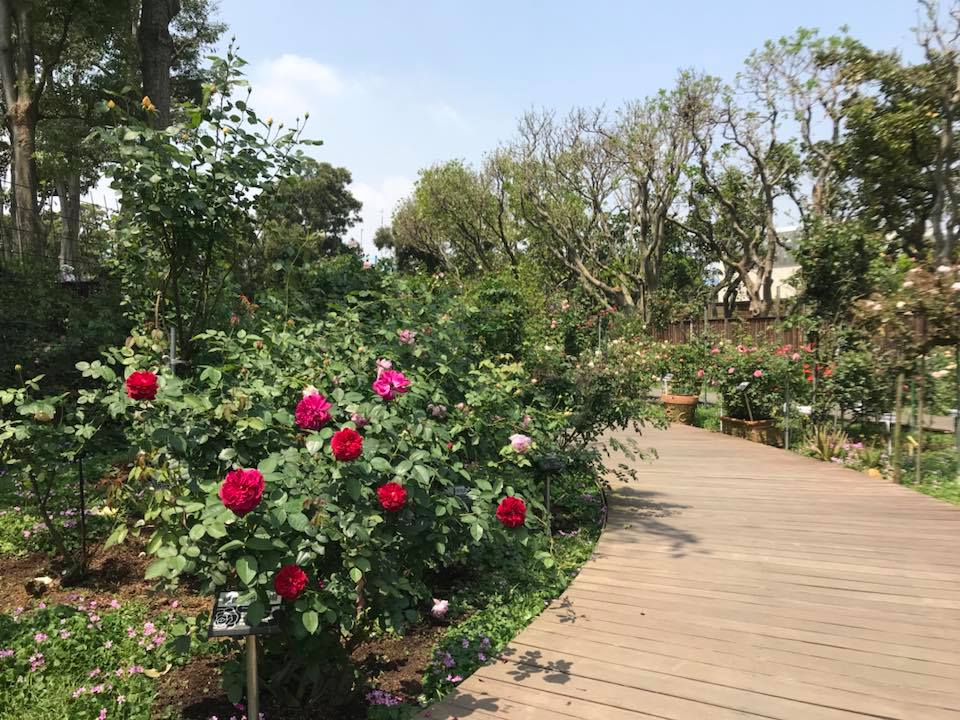 花博公園新生園區的台北玫瑰園打造花海小徑，讓人能悠遊玫瑰花園的繽紛！ 圖：花博公園FB粉絲專頁提供