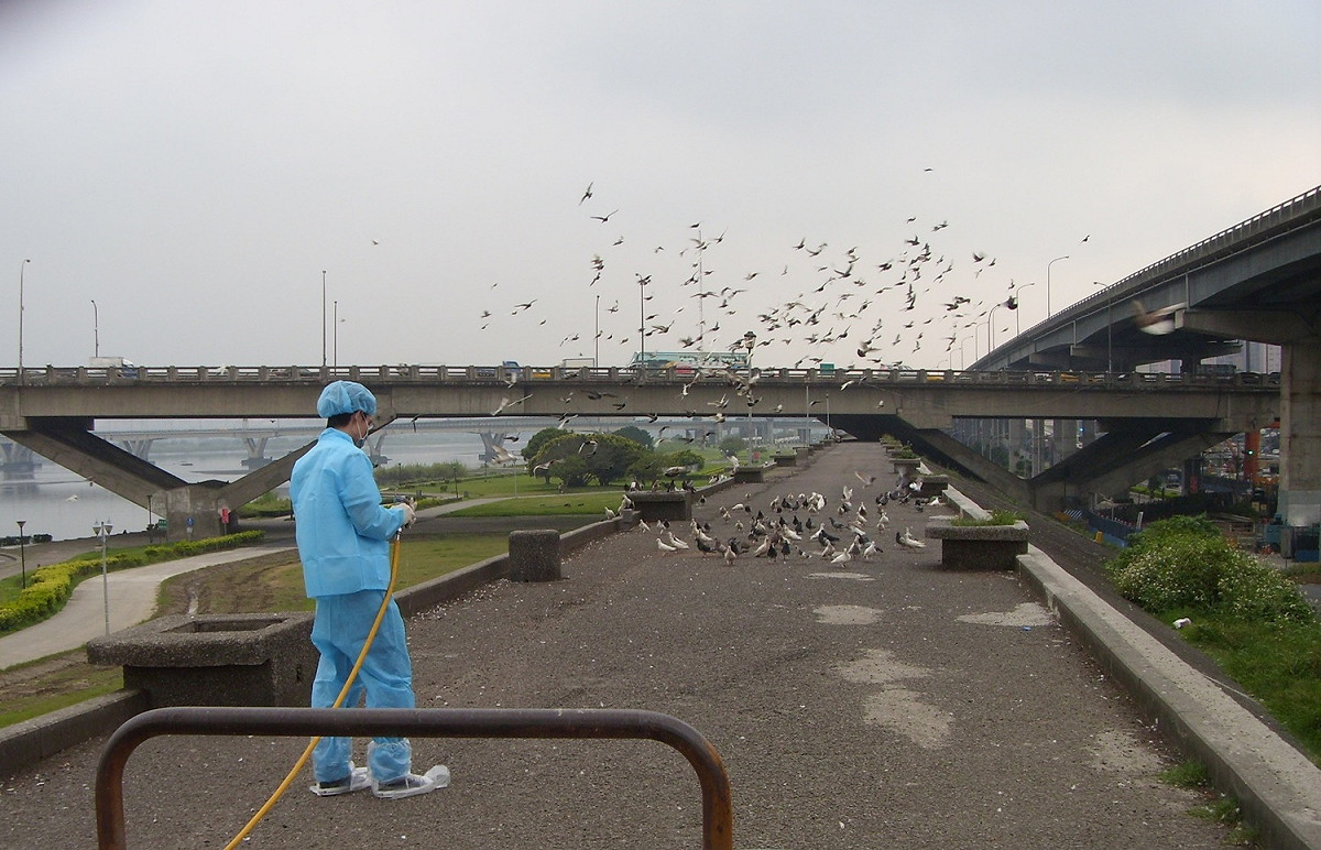 各公園管理單位每週自主加強清潔及消毒，避免野鴿聚集。 圖：新北市動保處提供