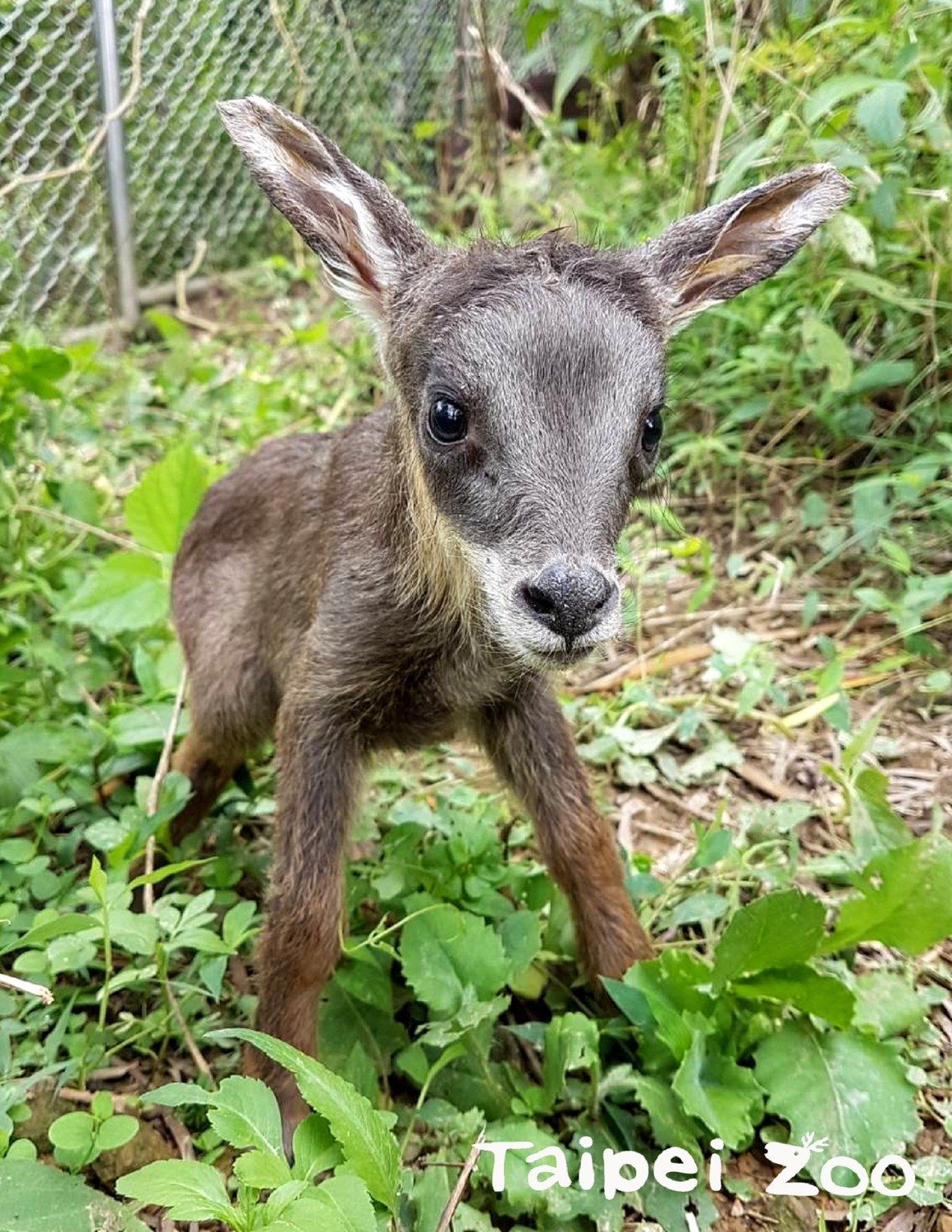 保育員視角的萌萌照（台灣野山羊寶寶長稻）。 圖：台北動物園保育網／提供