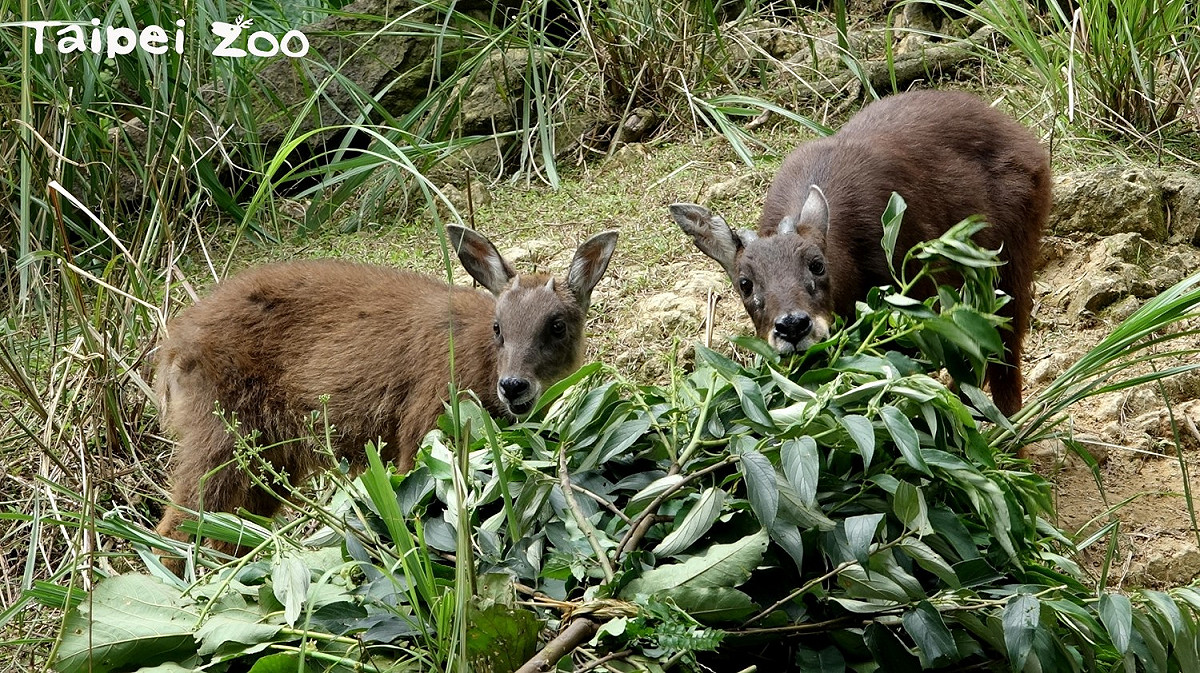 野山羊媽媽「長茗」和寶寶「長稻」一起享用早餐。 圖：台北動物園保育網／提供