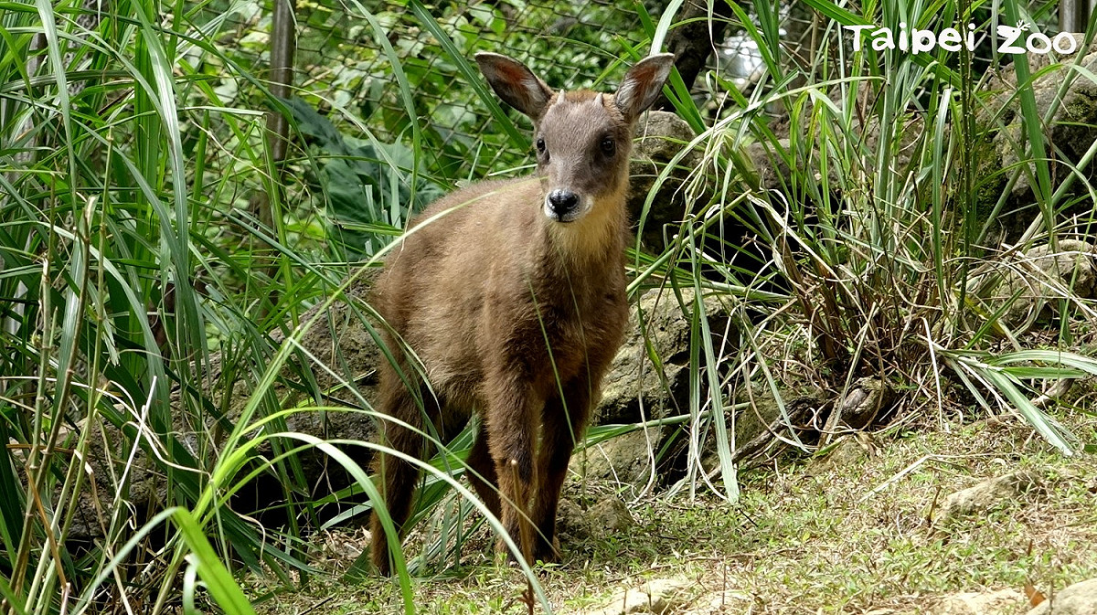 台灣野山羊寶寶「長稻」頭上已開始長出小小的角。 圖：台北動物園保育網／提供