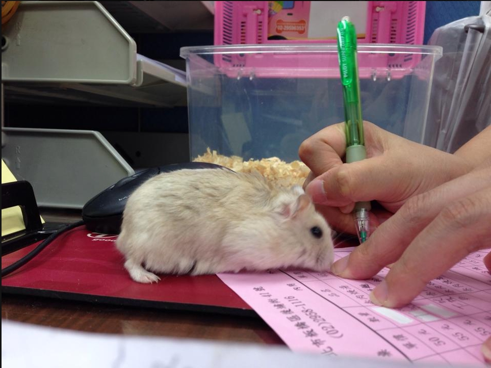 在今日少子化社會，動物福利意識抬頭，人們已將寵物視如己出，像對待自己孩子般呵護疼愛。 圖：新北市動保處／提供