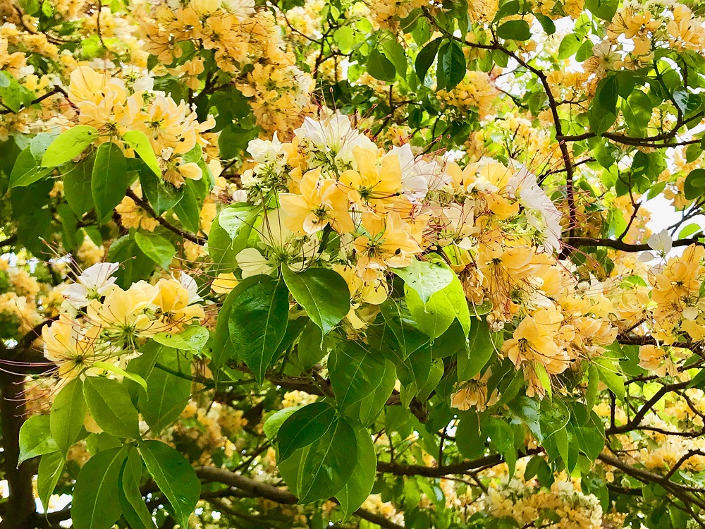 加羅林魚木每年4月是漂亮黃白花季，葉片主脈為紫紅色，果實成熟時為黃色，而加羅林魚木葉片主脈為綠色，果實外散布斑點。 圖：台電／提供