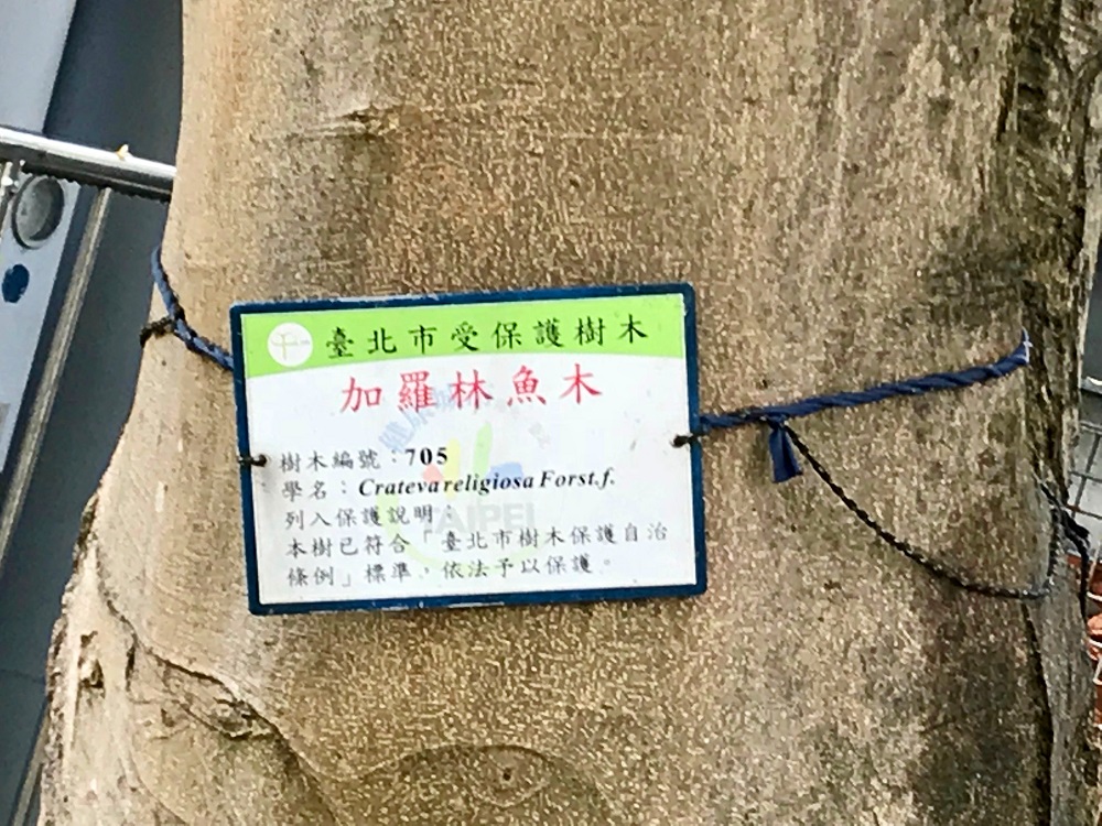 台電魚木因屬珍貴外來加羅林魚木，是台北市政府文化局樹木編號第705號的「受保護樹木」。 圖：台電／提供
