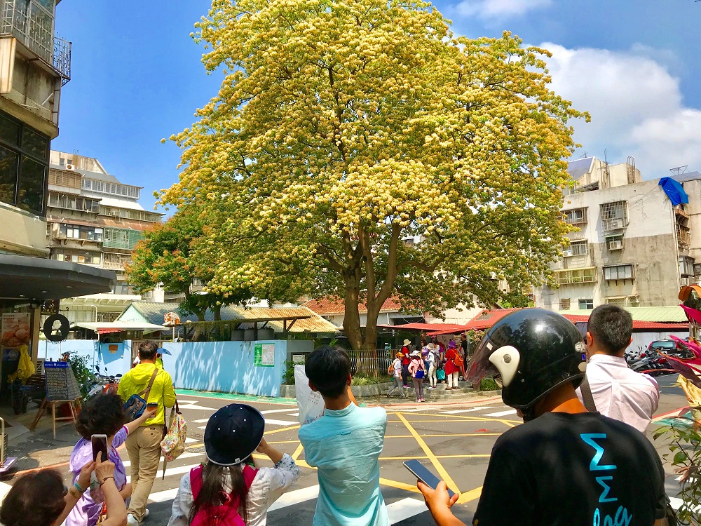 每到4月的台電魚木黃白花季，都會吸引不少人在這賞花秘境拍照駐足。 圖：台電／提供