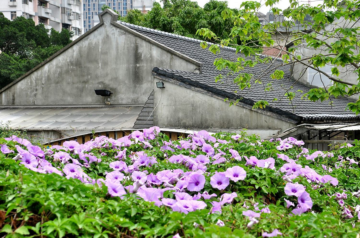 矮牽牛花的淡紫與背景樸素的灰色建築作呼應，襯托出牽牛花成群的美。 圖 ：台北旅遊網FB粉絲專頁提供