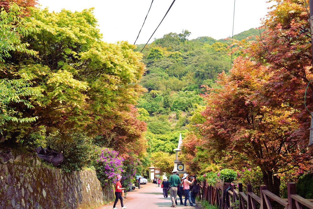 士林菁山槭樹正悄悄發芽，沿著平菁街及菁山路一帶，滿街嫩葉隨風蹈紅似火，像是走進加拿大般的異國風情氛圍。 圖：台北市政府提供