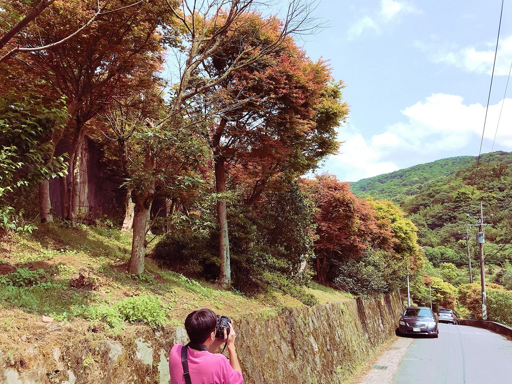 位於士林區的菁山里的槭樹逐漸染紅平菁街、菁山路的山間小徑，現在正是體驗森林療癒的最佳時機。 圖：台北市政府提供
