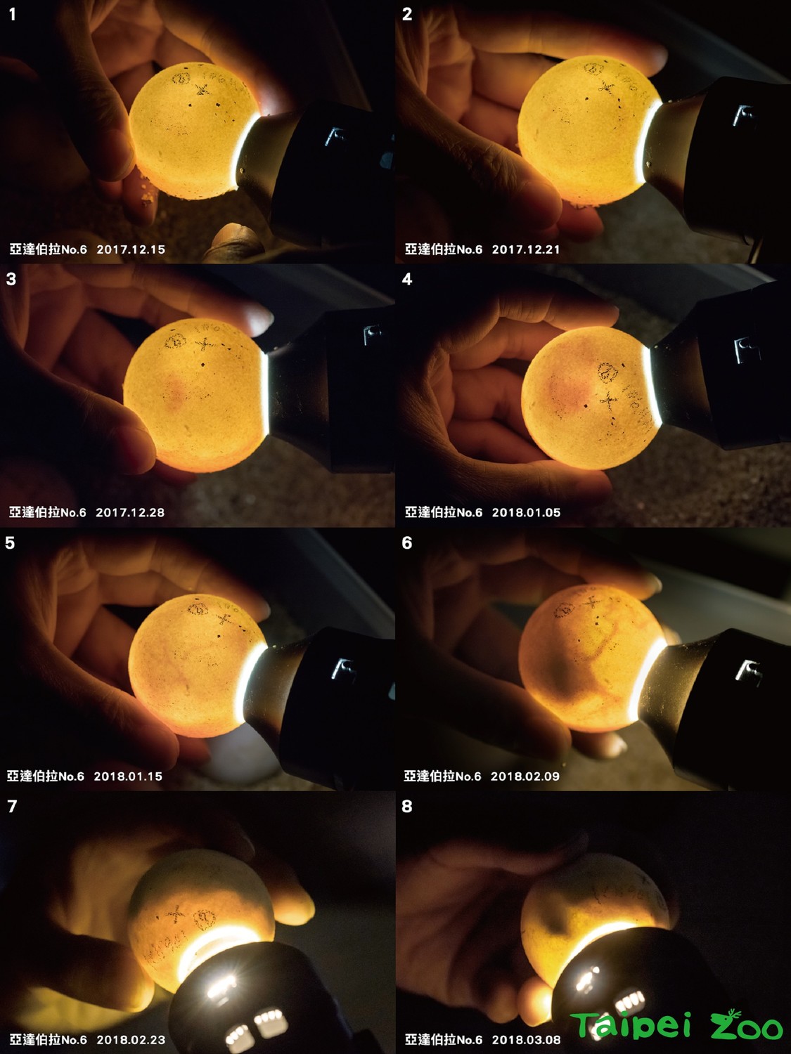 亞達伯拉象龜產蛋後，採人工孵育，保育員會定期照蛋檢查發育狀況。 圖：翻攝自台北市立動物園／提供