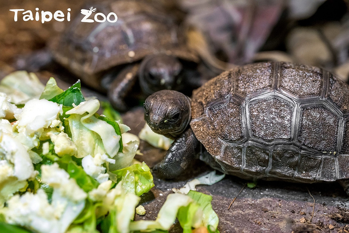 亞達伯拉象龜寶寶吃飯超萌超可愛！ 圖：翻攝自台北市立動物園／提供