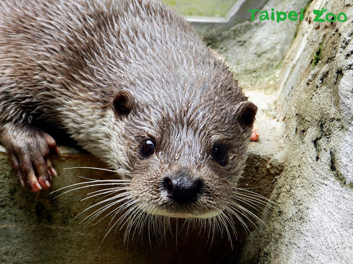 歐亞水獺是金門地區極具代表性的珍貴野生動物。 圖：台北市立動物園／提供