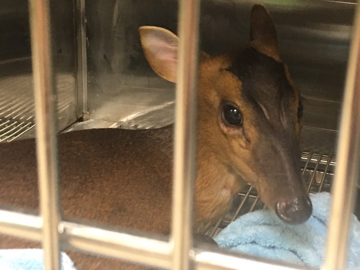 山羌屬於容易緊迫的動物，一旦過於緊迫可能會引起橫紋肌溶解症、腎衰竭、甚至休克死亡，這也是救援山羌最棘手問題。 圖：新北市動保處/提供