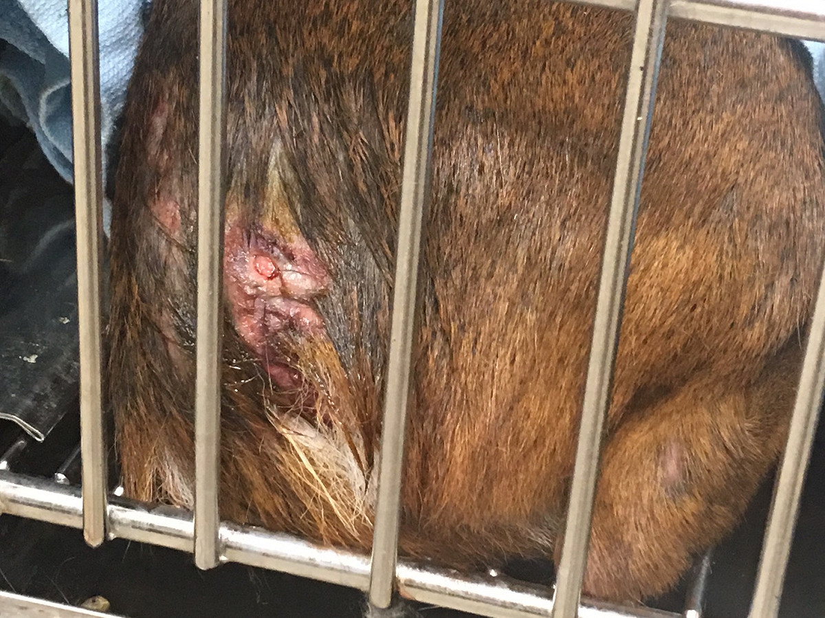 山羌屬於容易緊迫的動物，一旦過於緊迫可能會引起橫紋肌溶解症、腎衰竭、甚至休克死亡，這也是救援山羌最棘手問題。 圖：新北市動保處/提供