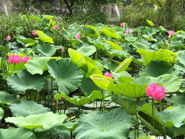 新海人工濕地荷花迫不急待盛開，適合周末全家大小一邊在河濱公園散步邊賞荷花香風情。 圖：新北市政府提供