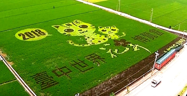 台中世界花博將於今年11月3日至明年4月24日展出。 圖：台中市政府/提供