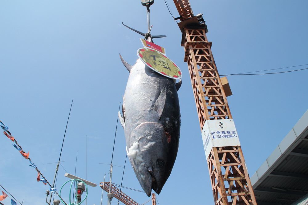 屏東第一鮪在今天進港，拍賣價格喊到每公斤8600元，創下近十年來新高！ 圖：屏東縣政府／提供