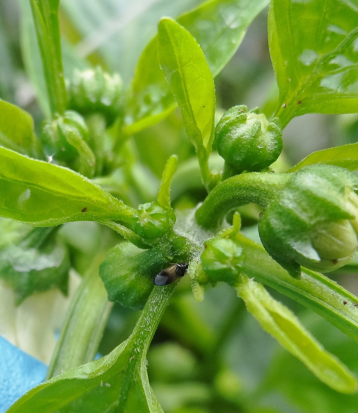 南方小黑花椿象在花朵或花芽上搜尋並取食薊馬等小型害蟲。 圖：農委會農試所／提供