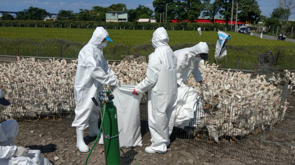屏東竹田鄉1處肉鴨場檢體確診H5N2亞型高病原性禽流感，動物防疫今天撲殺3814隻肉鴨。
 圖：屏東縣市政府／提供