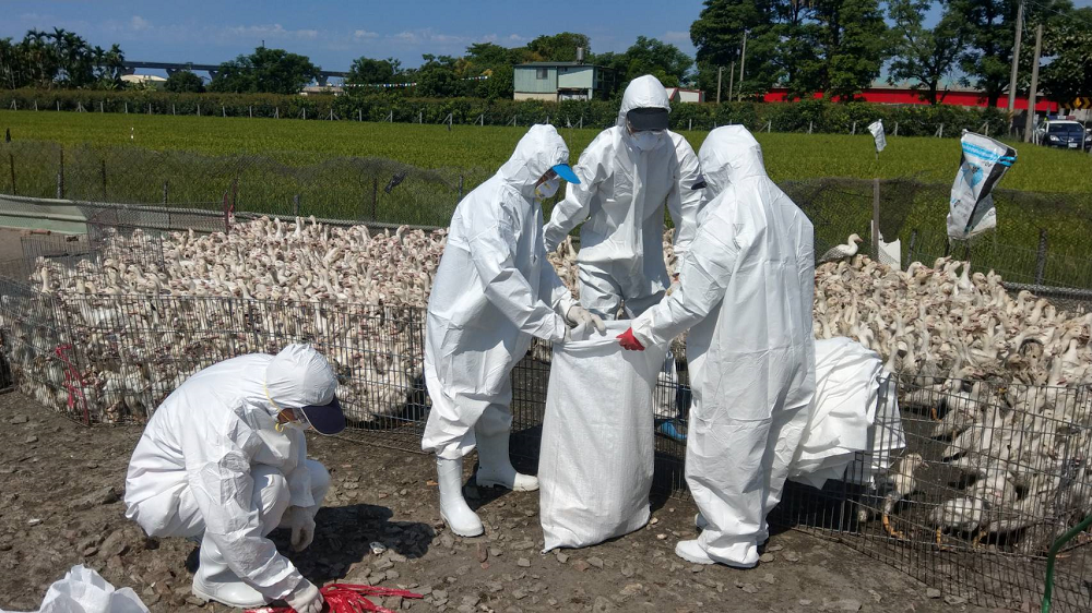 動物防疫所督導業者完成場區清潔及消毒工作，降低疫情傳播風險。 圖：屏東縣市政府／提供