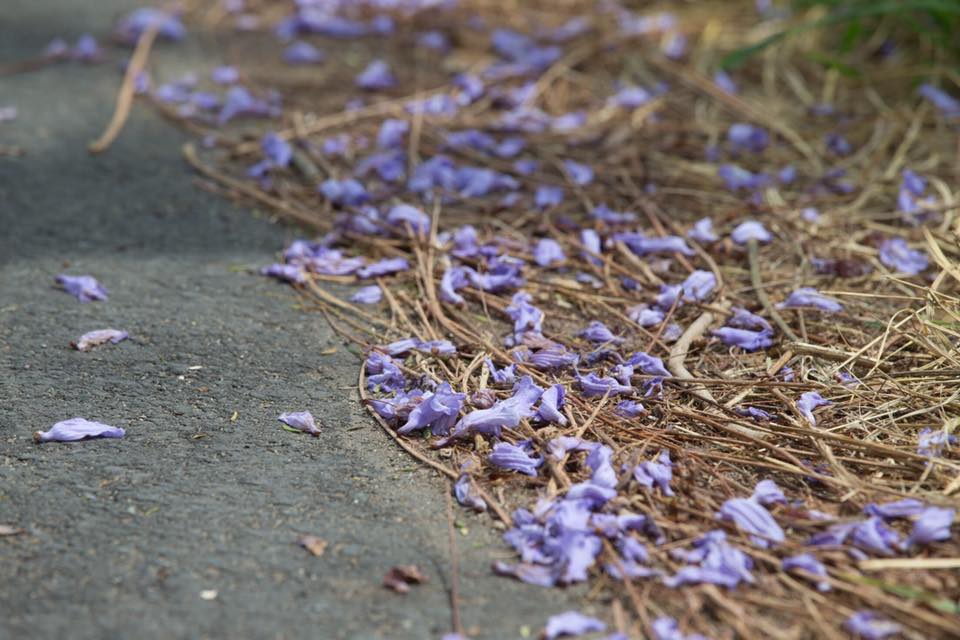 隧道旁散落的藍花楹，顯得格外有情調。 圖：翻攝自「吳芳銘」臉書／提供