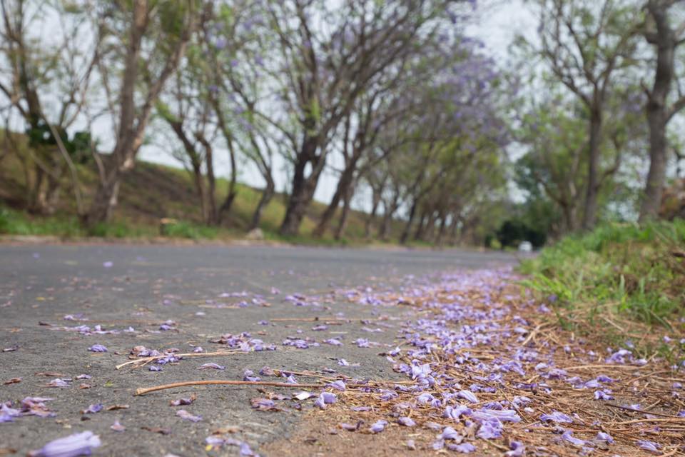 自然飄落的藍花楹讓馬路變成一片藍紫色。 圖：翻攝自「吳芳銘」臉書／提供