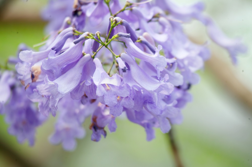 藍花楹分類上屬紫葳科（Bignoniaceae）紫雲木屬（Jacaranda），花期4至6月，果期5至9月。  圖：翻攝自Flickr／ezplay_sam提供