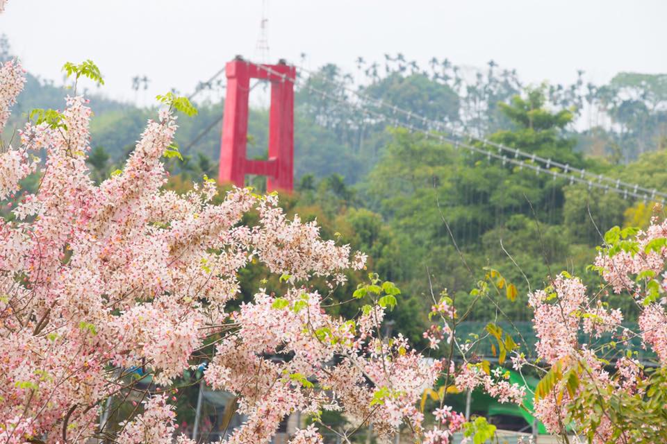 花旗木目前在嘉義竹崎公園正燦爛的盛開中，搭配園內的橋景、天空之橋木棧道與水景，形成一幅宛如明信片般場景的美景。 圖：翻攝自吳芳銘FB粉絲團提供