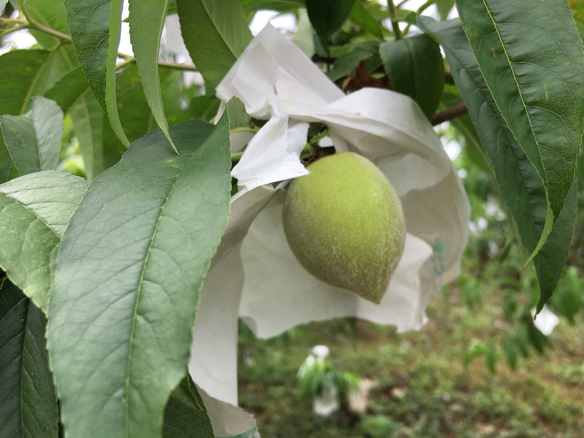 已屆採收期的水蜜桃目前多已套袋，還好目前生長狀況尚稱良好，龍鬚菜與紅肉李田區亦無明顯受損。 圖：高雄市農業局/提供