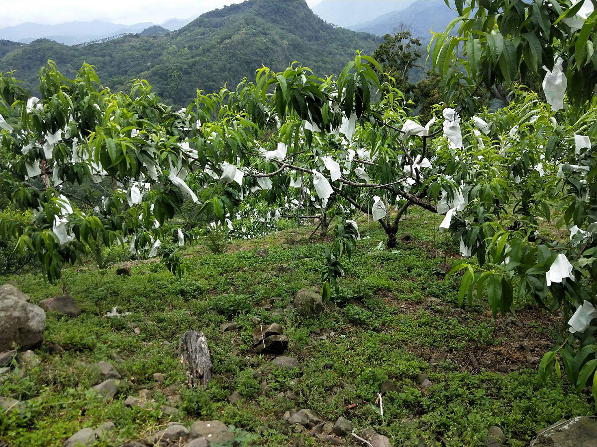那瑪夏的水蜜桃是初夏生產的「五月桃」，種植面積約40公頃，但因種植面積少、風味獨特，集中在達卡努瓦、瑪雅及南沙魯，還有龍鬚菜種植面積約8公頃，但產期短更顯珍貴。 圖：高雄市農業局/提供